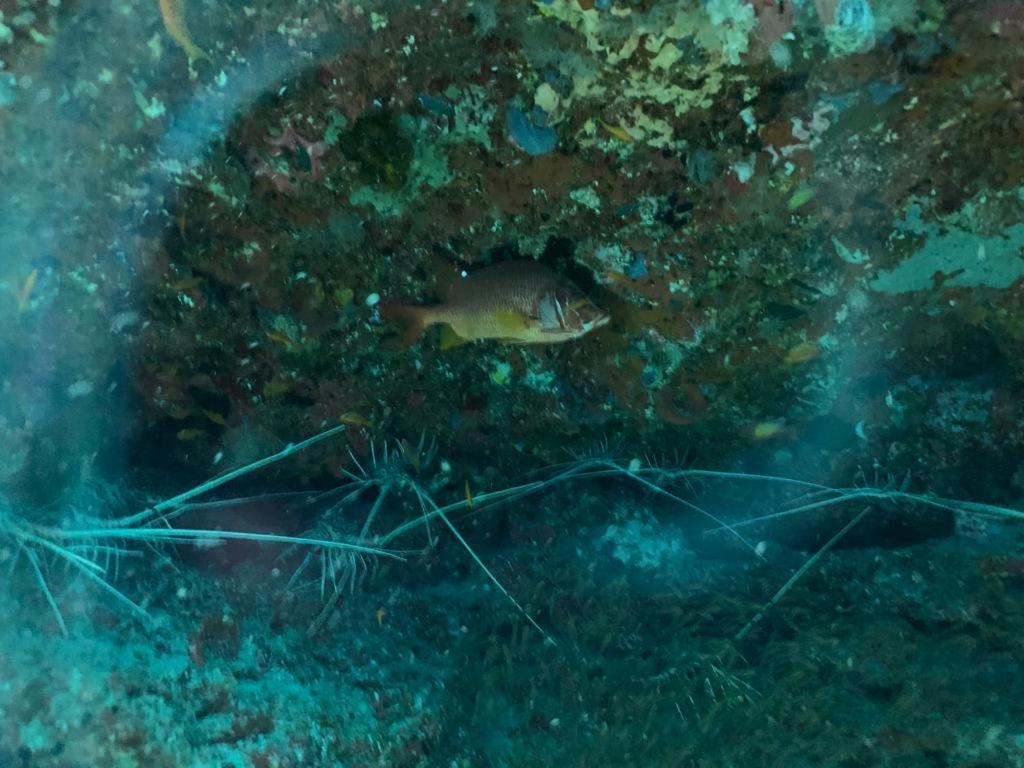 Beach Star Maldives Hangnaameedhoo Zewnętrze zdjęcie